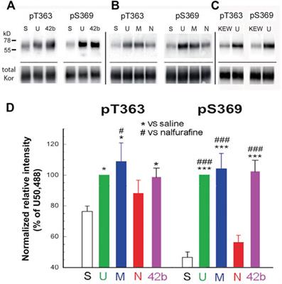 Agonist-Promoted Phosphorylation and Internalization of the Kappa Opioid Receptor in Mouse Brains: Lack of Connection With Conditioned Place Aversion